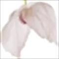 Dove Tree
